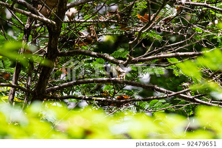 EOS5D.廣島莊原,深林山雀。 EOS5D.廣島莊原,深林山雀。 92479651