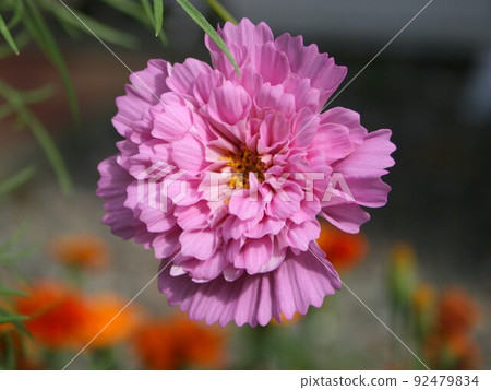 秋天的花朵 秋天的花朵 92479834