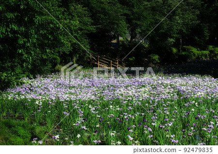 During the rainy season, enjoy a stroll through the large iris garden while admiring the various beautiful irises in full bloom. During the rainy season, enjoy a stroll through the large iris garden while admiring the various beautiful irises in full bloom. 92479835