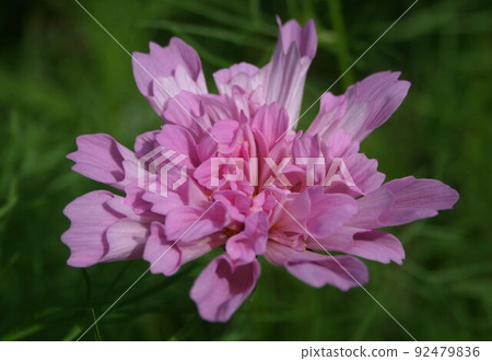 秋天的花朵 秋天的花朵 92479836