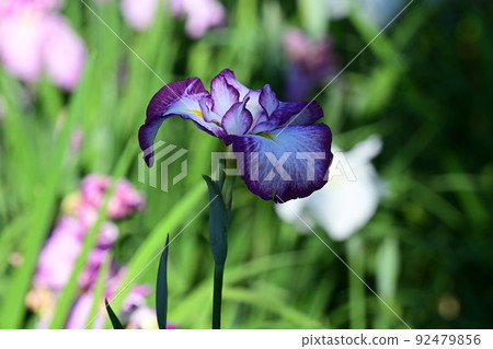 During the rainy season, enjoy a stroll through the large iris garden while admiring the various beautiful irises in full bloom. During the rainy season, enjoy a stroll through the large iris garden while admiring the various beautiful irises in full bloom. 92479856