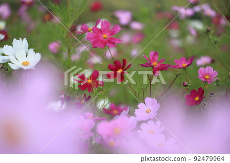 Autumn flowers 92479964