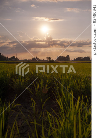 Countryside landscape illuminated by the setting sun 92480943