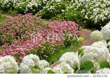 東京都秋留野市上四木 Wandaful Nature Village White Annabel 和 Pink Annabel 斜坡的繡球花 92481138