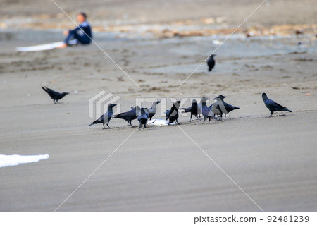 Crows flocking to carcasses of fish on the Shonan coast Crows flocking to carcasses of fish on the Shonan coast 92481239