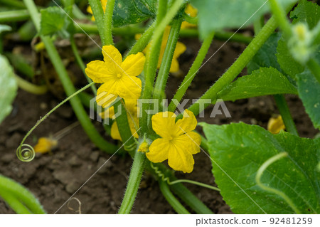 Small cucumber with yellow flower and tendrils close-up on the garden bed. The ovary of cucumber, young cucumber in garden. Blooming with yellow flowers, cucumber plant are tied in garden farm. 92481259