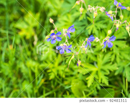 Floral summer background of flowers geranium pratense, meadow cranesbill, in the morning sunlight 92481311