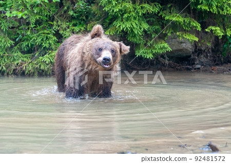 Wild Brown Bear in the summer forest. Wild Brown Bear in the summer forest. 92481572