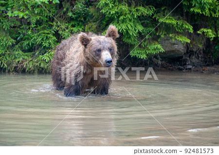 Wild Brown Bear in the summer forest. Wild Brown Bear in the summer forest. 92481573