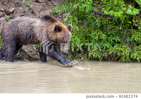 Wild Brown Bear  in the summer forest. 92481574