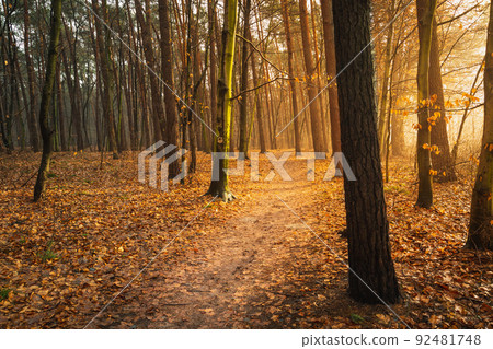 A path through the autumn forest and sunlight 92481748