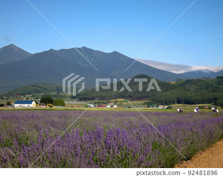 北海道富良野的花田和薰衣草 北海道富良野的花田和薰衣草 92481896