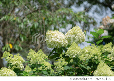 小石野裡繡球花花園中盛開的金字塔繡球花 92482100
