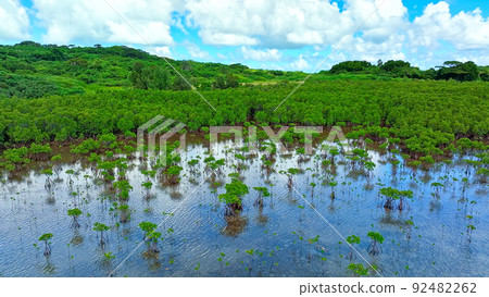 Mangrove forest aerial photography 92482262