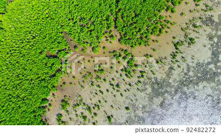 Mangrove forest aerial photography Mangrove forest aerial photography 92482272