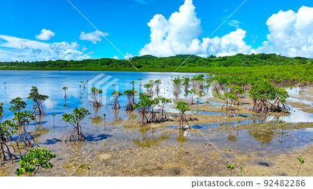 紅樹林航拍 92482286