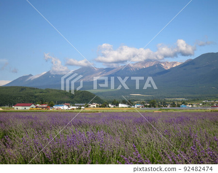 Hokkaido Furano Biei, lavender field and Daisetsuzan Hokkaido Furano Biei, lavender field and Daisetsuzan 92482474