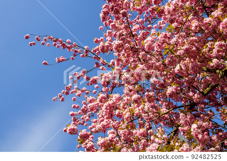 Japanese cherry blossom branch in spring Japanese cherry blossom branch in spring 92482525