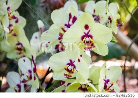 Orchid flower, Phalaenopsis Orchid flower, Phalaenopsis 92482536
