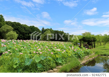 粉紅色在蓮花池中蔓延 Oga lotus Furukawa 粉紅色在蓮花池中蔓延 Oga lotus Furukawa 92482771