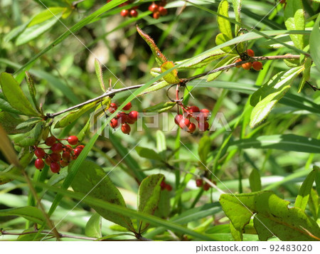 The red fruit of Hebi Bora 92483020