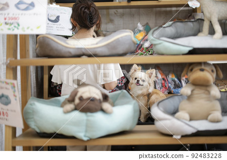 Cream-colored long coat Chihuahua and its owner woman visible through pet shop products 92483228