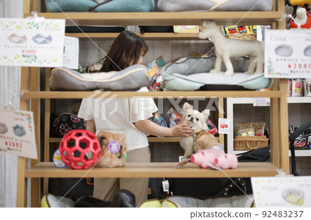 Cream-colored long coat Chihuahua and its owner woman visible through pet shop products 92483237