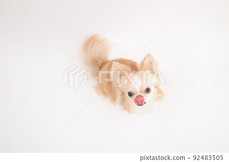 Cream-colored long coat Chihuahua looking up on a white background Cream-colored long coat Chihuahua looking up on a white background 92483505