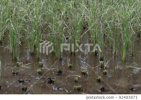 Rice Rice 92483871