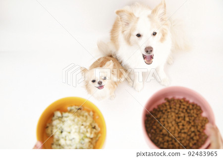 Long coat Chihuahua and border collie looking up at handmade rice in a bowl and commercially available dog food 92483965