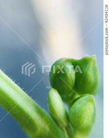 無藤豆芽 無藤豆芽 92484116