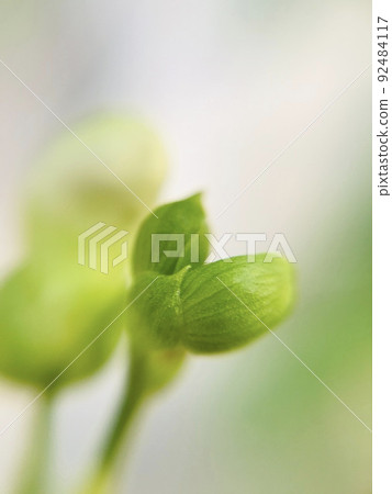 無藤豆芽 無藤豆芽 92484117