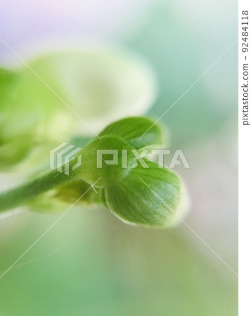 無藤豆芽 無藤豆芽 92484118