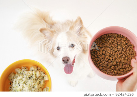 邊境牧羊犬抬頭看著碗裡的手工米飯和市售的狗糧 92484156