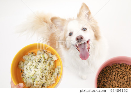 邊境牧羊犬抬頭看著碗裡的手工米飯和市售的狗糧 92484162