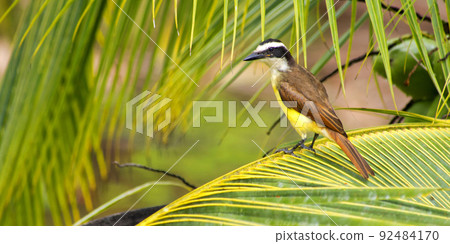 Great Kiskadee, Tropical Rainforest, Costa Rica 92484170
