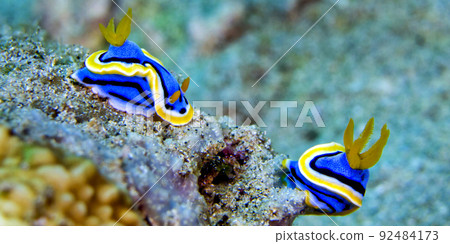 Sea Slug, Lembeh, Indonesia Sea Slug, Lembeh, Indonesia 92484173