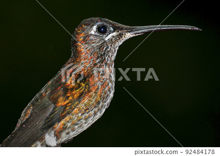 Hummingbird, Maquipucuna Cloudforest Reserve, Ecuador 92484178