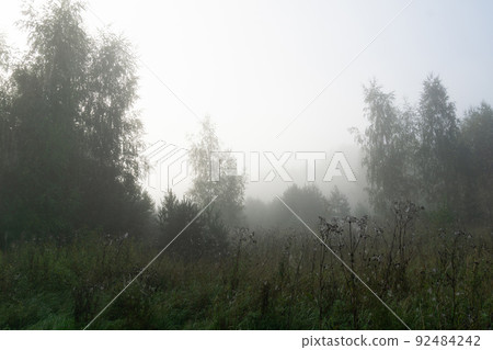 Foggy morning forest Foggy morning forest 92484242