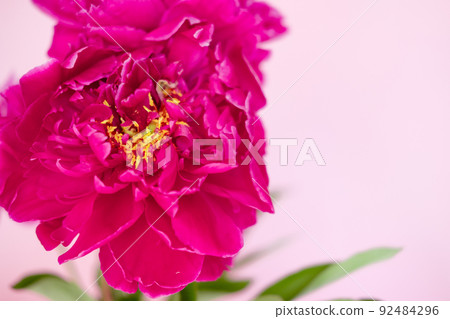 lush burgundy peony close-up on a pink background lush burgundy peony close-up on a pink background 92484296
