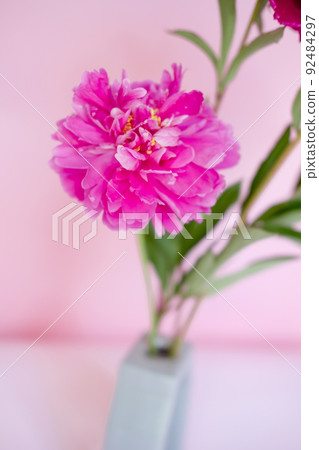 lush pink peony close-up on a pink background lush pink peony close-up on a pink background 92484297