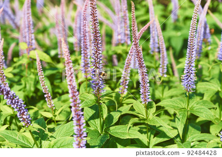 Veronicastrum japonicum and bees Veronicastrum japonicum and bees 92484428