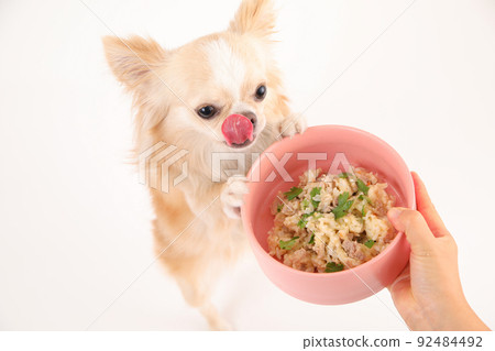 Cream-colored long coat Chihuahua that touches a bowl containing handmade rice Cream-colored long coat Chihuahua that touches a bowl containing handmade rice 92484492
