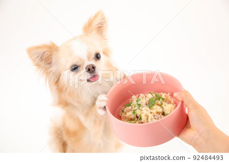 Cream-colored long coat Chihuahua that touches a bowl containing handmade rice Cream-colored long coat Chihuahua that touches a bowl containing handmade rice 92484493