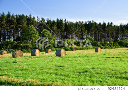 北海道田間的小麥卷 92484624