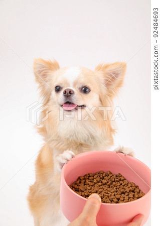 A cream-colored long coat Chihuahua that touches a bowl containing dog food A cream-colored long coat Chihuahua that touches a bowl containing dog food 92484693