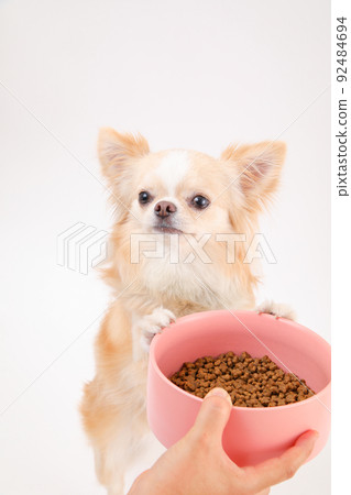A cream-colored long coat Chihuahua that touches a bowl containing dog food A cream-colored long coat Chihuahua that touches a bowl containing dog food 92484694