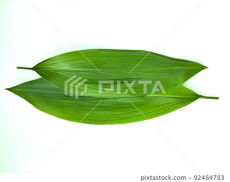 Two balun leaves, leaf orchid leaves, leaf orchid leaves on a white background Two balun leaves, leaf orchid leaves, leaf orchid leaves on a white background 92484783