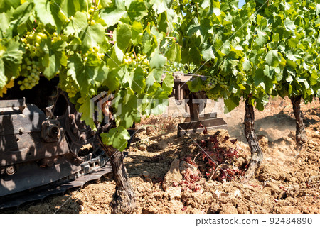 Plowing the vineyard with the tractor. Agriculture. Plowing the vineyard with the tractor. Agriculture. 92484890
