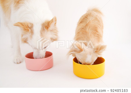 邊境牧羊犬和長外套吉娃娃瘋狂吃自製米飯 92485183